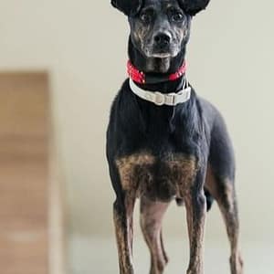 【待認養】混種犬 狗 (男生) - 新北市瑞芳區公立動物之家