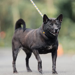 【待認養】混種犬 狗 (女生) - 新北市中和區公立動物之家