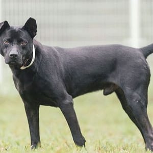 【待認養】混種犬 狗 (男生) - 新北市瑞芳區公立動物之家