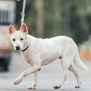 【待認養】混種犬 狗 (女生) - 新北市中和區公立動物之家