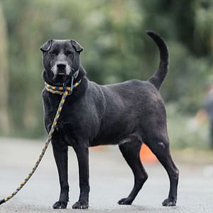 【待認養】混種犬 狗 (男生) - 新北市中和區公立動物之家