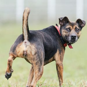【待認養】混種犬 狗 (女生) - 新北市瑞芳區公立動物之家