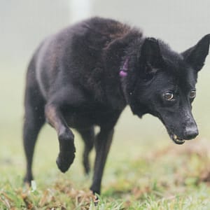 【待認養】混種犬 狗 (女生) - 新北市瑞芳區公立動物之家