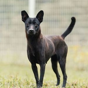 【待認養】混種犬 狗 (女生) - 新北市瑞芳區公立動物之家