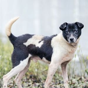 【待認養】混種犬 狗 (男生) - 新北市瑞芳區公立動物之家