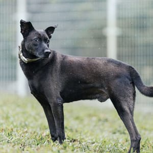 【待認養】混種犬 狗 (男生) - 新北市瑞芳區公立動物之家