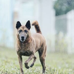 【待認養】混種犬 狗 (女生) - 新北市瑞芳區公立動物之家