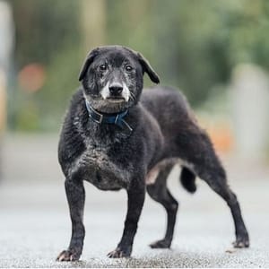 【待認養】混種犬 狗 (男生) - 新北市中和區公立動物之家