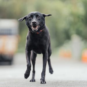 【待認養】混種犬 狗 (女生) - 新北市中和區公立動物之家