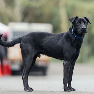 【待認養】混種犬 狗 (男生) - 新北市中和區公立動物之家