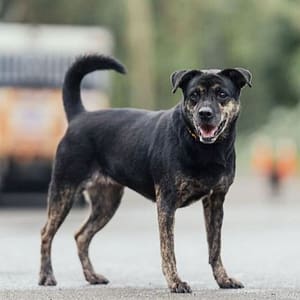 【待認養】混種犬 狗 (女生) - 新北市中和區公立動物之家