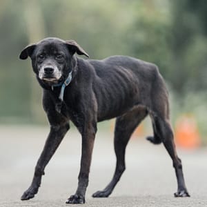 【待認養】混種犬 狗 (女生) - 新北市中和區公立動物之家