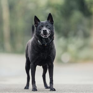 【待認養】混種犬 狗 (女生) - 新北市中和區公立動物之家