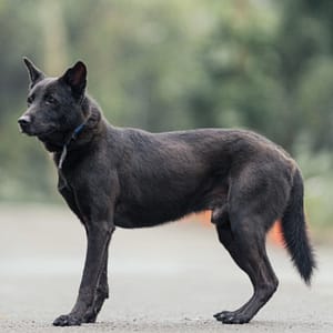 【待認養】混種犬 狗 (男生) - 新北市中和區公立動物之家