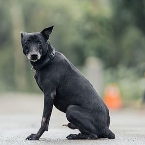 【待認養】混種犬 狗 (男生) - 新北市中和區公立動物之家