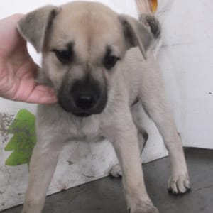 【待認養】混種犬 狗 (女生) - 高雄市燕巢動物保護關愛園區