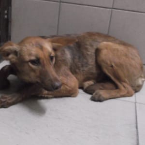 【待認養】混種犬 狗 (女生) - 高雄市燕巢動物保護關愛園區