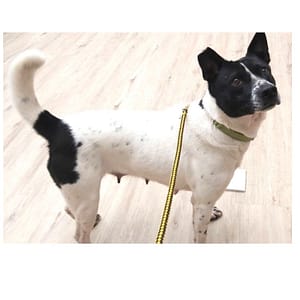 【待認養】混種犬 狗 (女生) - 桃園市動物保護教育園區