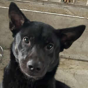 【待認養】混種犬 狗 (女生) - 澎湖縣流浪動物收容中心