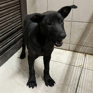 【待認養】混種犬 狗 (女生) - 高雄市燕巢動物保護關愛園區