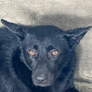 【待認養】混種犬 狗 (男生) - 澎湖縣流浪動物收容中心