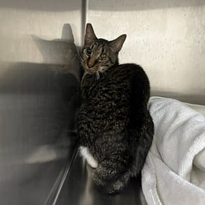 【待認養】混種貓 貓 (女生) - 臺北市動物之家