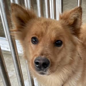 【待認養】混種犬 狗 (男生) - 澎湖縣流浪動物收容中心