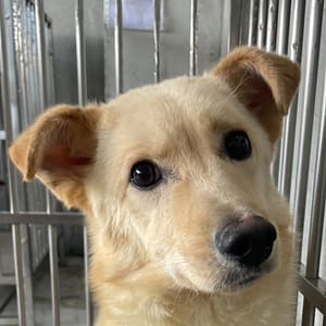 【待認養】混種犬 狗 (男生) - 澎湖縣流浪動物收容中心