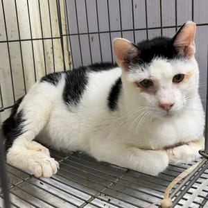 【待認養】混種貓 貓 (男生) - 新北市五股區公立動物之家