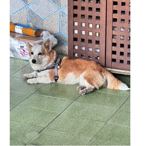 【急尋】威爾斯柯基犬 - 屏東縣長治鄉進興村上寮巷26號 (白黃毛)