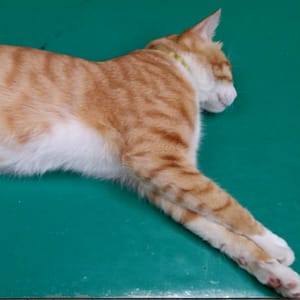 【急尋】混種貓 - 新北市中和區莊敬路19號 (身子橘色 底部白色)