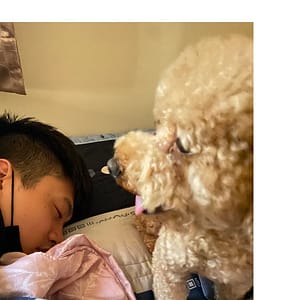 【急尋】貴賓犬 - 新北市三重區 (咖啡棕色)