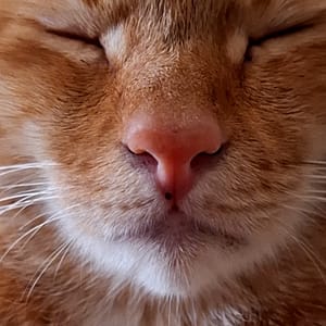 【急尋】混種貓 - 臺北市內湖區內湖路三段143巷30號1樓 (橘色)