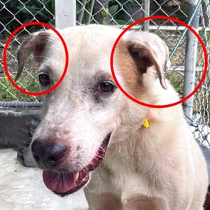 【急尋】混種犬 - 屏東縣屏東市 (白黃)