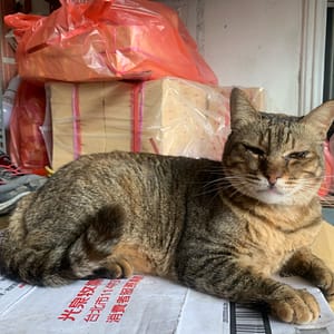 【急尋】混種貓 - 雲林縣麥寮鄉瓦瑤村16號之1 (類似豹紋色)