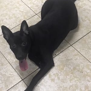 【急尋】混種犬 - 新北市瑞芳區62快速道路交流道(中山路326號旁) (黑色)