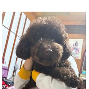 【急尋】貴賓犬 - 桃園市桃園區大明街40號 (黑貴賓)