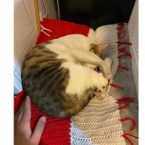 【急尋】混種貓 - 高雄市仁武區仁雄路467號 (肚子白毛 背後黃棕色黑色斑點)