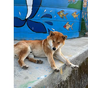 【急尋】柴犬 - 苗栗縣大湖鄉淋漓坪80-6號 (黃色)