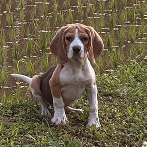 【急尋】米格魯犬 - 桃園市楊梅區高榮路323巷35號 (黑白棕相間)