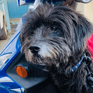 【急尋】混種犬 - 桃園市大園區和平西路一段2巷55弄30號 (黑色)