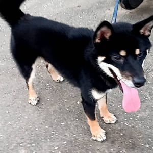 【急尋】柴犬 - 新北市汐止區長興路二段168號 (黑色)