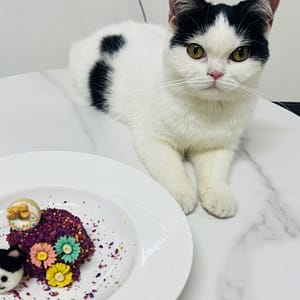 【急尋】英國短毛貓 - 屏東縣屏東市屏東市豐年街186號 (黑白中分 肚子左側有兩塊黑毛 尾巴黑色)