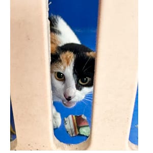 【急尋】混種貓 - 南投縣鹿谷鄉鳳凰村中央巷12-2號 (橘黑白三色)