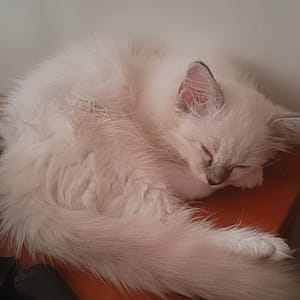 【急尋】布偶貓 - 苗栗縣公館鄉弘南路105號 (全白)