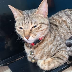 【急尋】混種貓 - 新北市永和區信義路86號2樓 (虎斑)