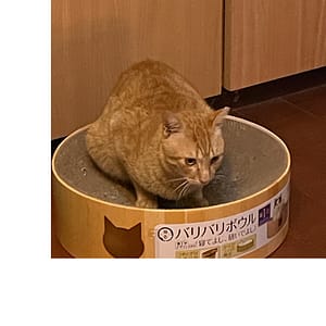 【急尋】混種貓 - 臺北市中正區臨沂街61巷20號 (橘色)