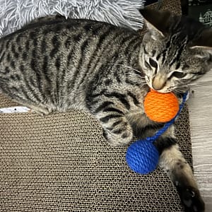 【急尋】混種貓 - 臺南市北區公園南路152巷30弄13號 (黑灰 虎斑)