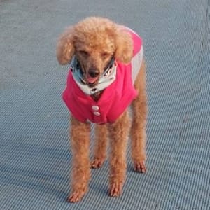 【急尋】貴賓犬 - 臺中市北屯區406台中市北屯區中清路二段658號 (咖啡色)