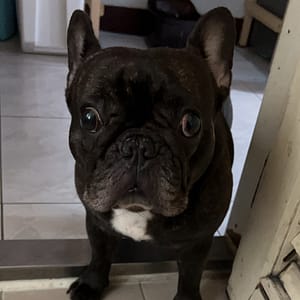 【急尋】法國鬥牛犬 - 新北市汐止區樟樹一路135巷 (黑色)